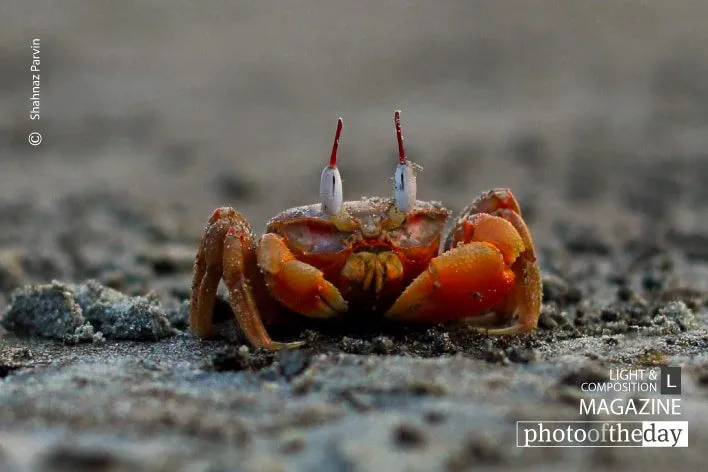 Red Crabs by Shahnaz Parvin