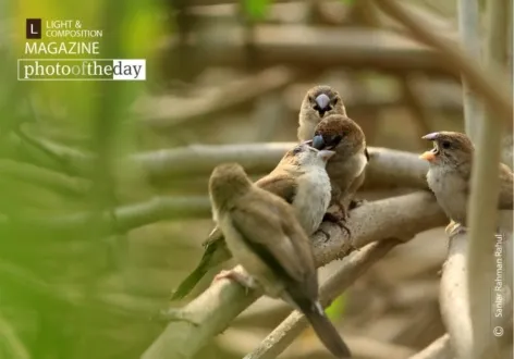 Indian Silverbills, by Saniar Rahman Rahul - Wildlife Photography, Indian Silverbills, Photo of the Day, Photography Awards, Nature Photography