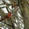 Male Cardinal, by Tisha Clinkenbeard - Wildlife Photography, Nature Photography, Photo of the Day, Photography Award, Bird Photography