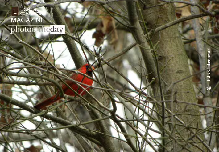 Male Cardinal by Tisha Clinkenbeard