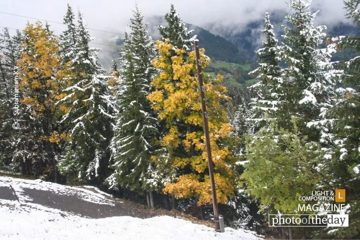 In between the White Snow by Subramaniam K V