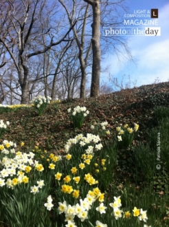Central Park, by Patricia Saraiva - Nature Photography, Photo of the Day, Photography Awards, Central Park, Art Photography