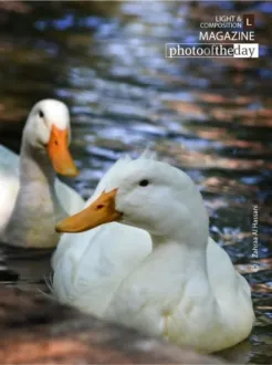 Duden’s White Angles by Zahraa Al Hassani