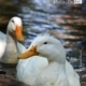 Duden’s White Angles, by Zahraa Al Hassani