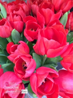 Flowers by Patricia Saraiva