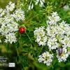 All in the Details, by Tisha Clinkenbeard - Nature Photography, Photography Awards, Photo of the Day,  Art Photography, Online Photography Courses