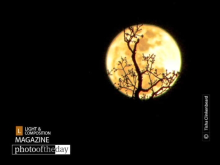 Holding the Moon in Her Hands by Tisha Clinkenbeard