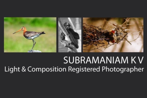 Subramaniam K V - Nature Photography, Wildlife Photography,  Photography Awards,  Photojournalism,  Light & Composition