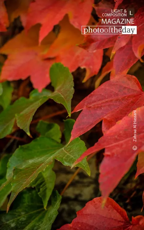 When the Leaves Start to Fall by Zahraa Al Hassani