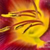 Spring Lily, by Tisha Clinkenbeard - Close-up Photography, Nature Photography, Photo of the Day, Photography Awards, Spring Lily