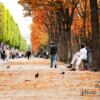 Autumn in Paris, by Minh Nghia Le - Photography, Nature Photography, Photo of the Day, Autumn Photography, Paris Photography