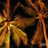 Palms at Night, by Ryszard Wierzbicki - Night Photography, Photography Awards, Photo of the Day, Award Winning Photography, Landscape Photography