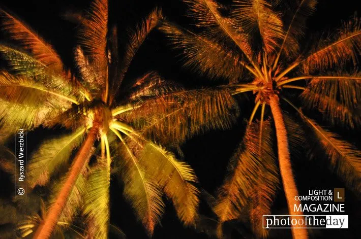 Palms at Night, by Ryszard Wierzbicki - Night Photography, Photography Awards, Photo of the Day, Award Winning Photography, Landscape Photography