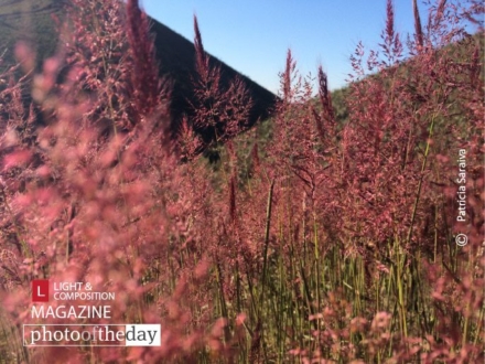 Beautifully Flowered, by Patricia Saraiva - Nature Photography, Photography Awards, Photo of the Day,  Award Winning Photography, Landscape Photography