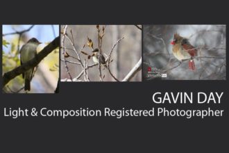 Gavin Day