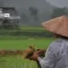 Ploughing Rice, by Ryszard Wierzbicki - Photojournalism, Travel Photography,  Award Winning Photography, Photo of the Day, Rice Farming
