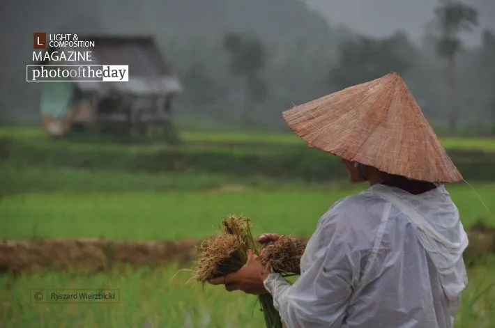 Ploughing Rice by Ryszard Wierzbicki