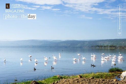 Lake Nakuru, by Mohammad Saiful Islam - Nature Photography, Photo of the Day, Award Winning Photography, Lake Nakuru, Photography Awards
