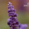 The Beauty of the Flower, by Subhashish Nag Choudhury - Flower Photography, Art Photography, Photography Awards, Color Photography, Online Photography Courses