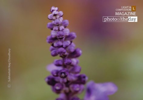 The Beauty of the Flower, by Subhashish Nag Choudhury - Flower Photography, Art Photography, Photography Awards, Color Photography, Online Photography Courses