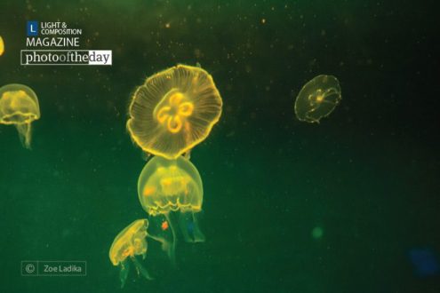 Jelly Dancing, by Zoe Ladika - Underwater Photography, Photo of the Day, Photography Awards, Art Photography, Online Photography Courses