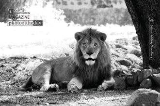 Alone by Subhashish Nag Choudhury