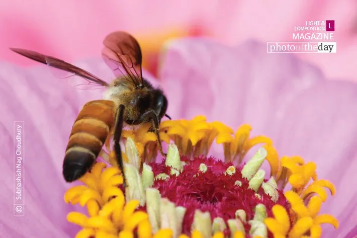 A Mutualistic Relationship by Subhashish Nag Choudhury