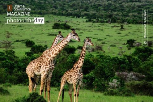 Beauties of Maasai Mara, by Mohammad Saiful Islam - Wildlife Photography, Maasai Mara, Photo of the Day, Photography Awards, Nature Photography