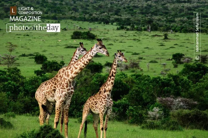Beauties of Maasai Mara by Mohammad Saiful Islam