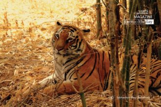 The Royal Look by Subhashish Nag Choudhury