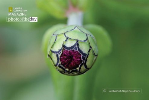The Source of Life, by Subhashish Nag Choudhury - Close-Up Photography, Art Photography, Photography Awards, Photo of the Day, Online Photography Courses