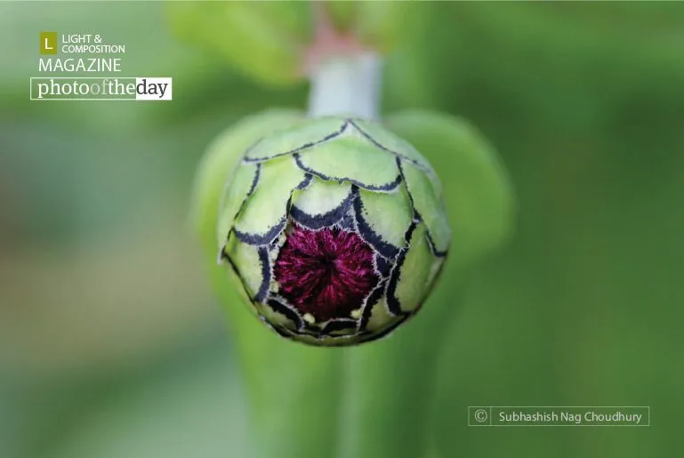 The Source of Life by Subhashish Nag Choudhury