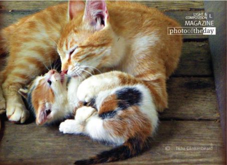 Sadie & Tabi Playing by Tisha Clinkenbeard