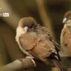 Baby Indian Silverbills, by Saniar Rahman Rahul - Wildlife Photography, Bird Photography, Indian Silverbills, Nature Photography, Photo of the Day