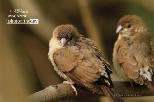 Baby Indian Silverbills, by Saniar Rahman Rahul - Wildlife Photography, Bird Photography, Indian Silverbills, Nature Photography, Photo of the Day