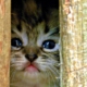 Is It Safe To Come Out?, by Tisha Clinkenbeard