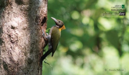 The Greater Yellownape, by Masudur Rahman - Wildlife Photography, Bird Photography, Photo of the Day, Photography Awards, Greater Yellownape