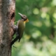 The Greater Yellownape, by Masudur Rahman
