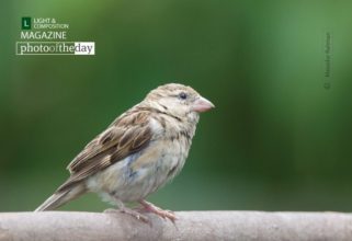 The House Sparrow by Masudur Rahman