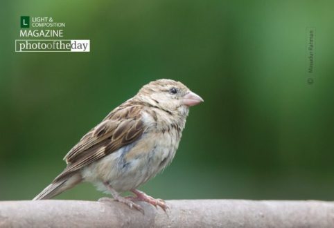 The House Sparrow by Masudur Rahman