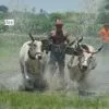Run for Dominance, by Sanak Roy Choudhury - Photojournalism, Motion Photography, Photography Awards, Art Photography, Online Photography Courses