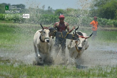 Run for Dominance, by Sanak Roy Choudhury - Photojournalism, Motion Photography, Photography Awards, Art Photography, Online Photography Courses