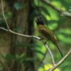 The Black Creasted Bulbul, by Masudur Rahman - Wildlife Photography, Bird Photography, Nature Photography, Photo of the Day, Black Creasted Bulbul