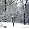 Glenna’s Dogwood in The Snow, by Tisha Clinkenbeard - Nature Photography, Photography Awards, Photo of the Day, Art Photography, Online Photography Courses