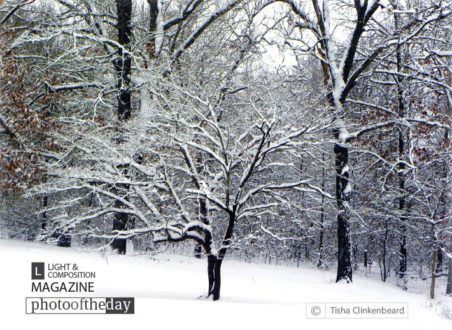 Glenna’s Dogwood in The Snow, by Tisha Clinkenbeard - Nature Photography, Photography Awards, Photo of the Day, Art Photography, Online Photography Courses