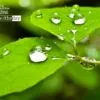 Green and Raindrops by Tisha Clinkenbeard