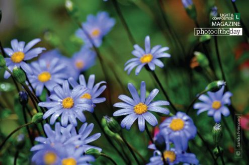 Purple Petals, by Sandra Frimpong - Photo of the Day, Color Photography, Award Winning Photography, Photography Education, Sandra Frimpong