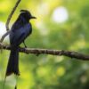 The Greater Racket-tailed Drongo, by Masudur Rahman - Wildlife Photography, Nature Photography, Bird Photography, Photography Awards, Photo of the Day