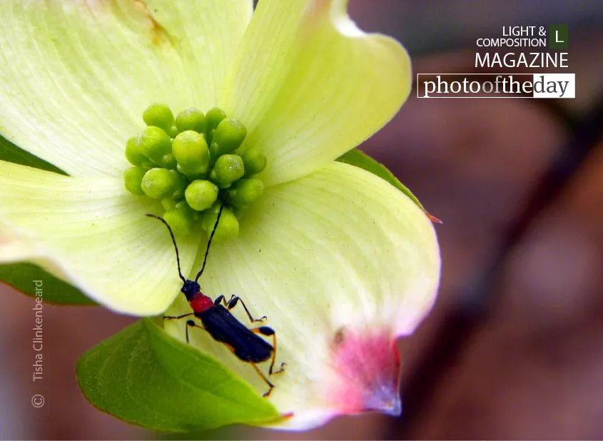 Lunch on the Dogwood by Tisha Clinkenbeard