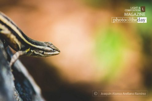 The Hunter, by Joaquín Alonso Arellano Ramírez - Macro Photography, Close-up Photography, Photo of the Day, Photography Award, Wildlife Photography